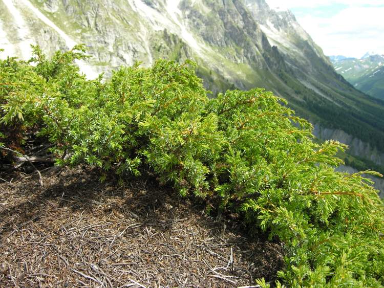Juniperus communis subsp. nana Syme