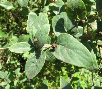 Lonicera caerulea subsp. caerulea - a