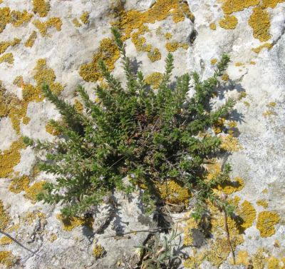 Micromeria nervosa - a
