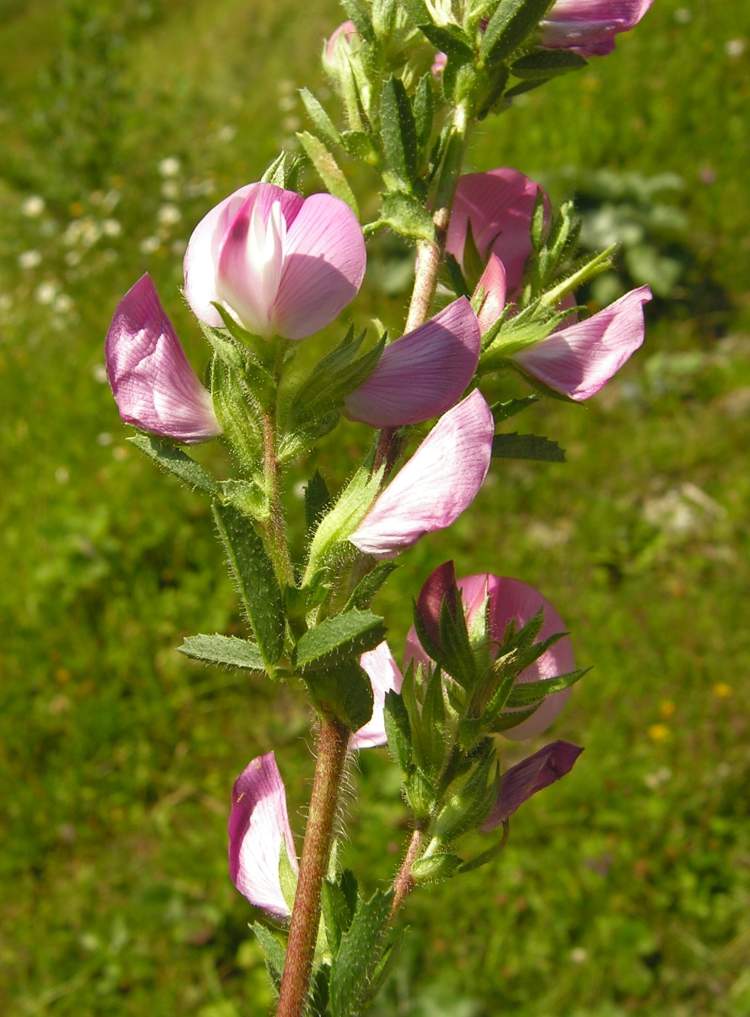 Ononis spinosa L. subsp. spinosa