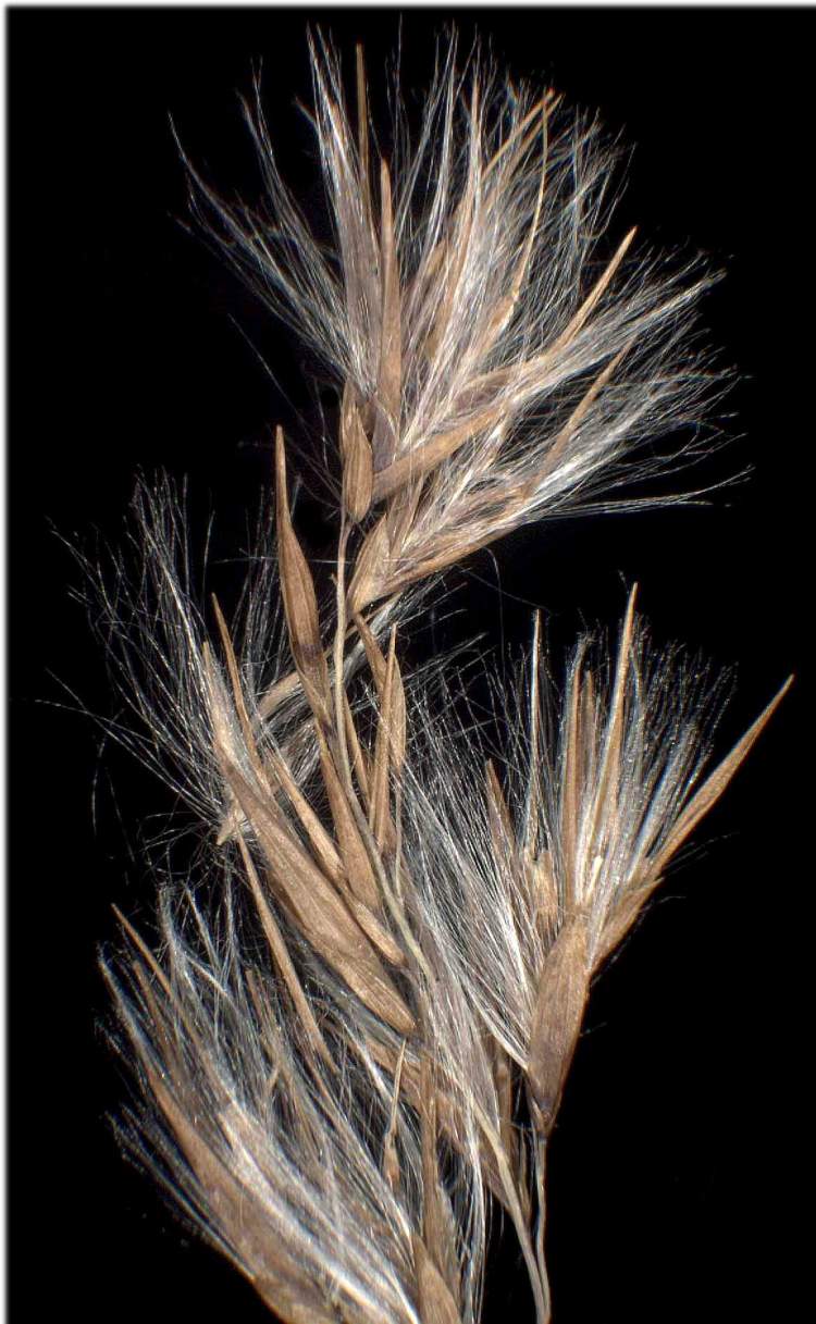 Phragmites australis (Cav.) Steud.