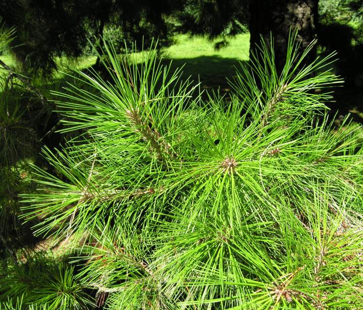 Pinus radiata D. Don