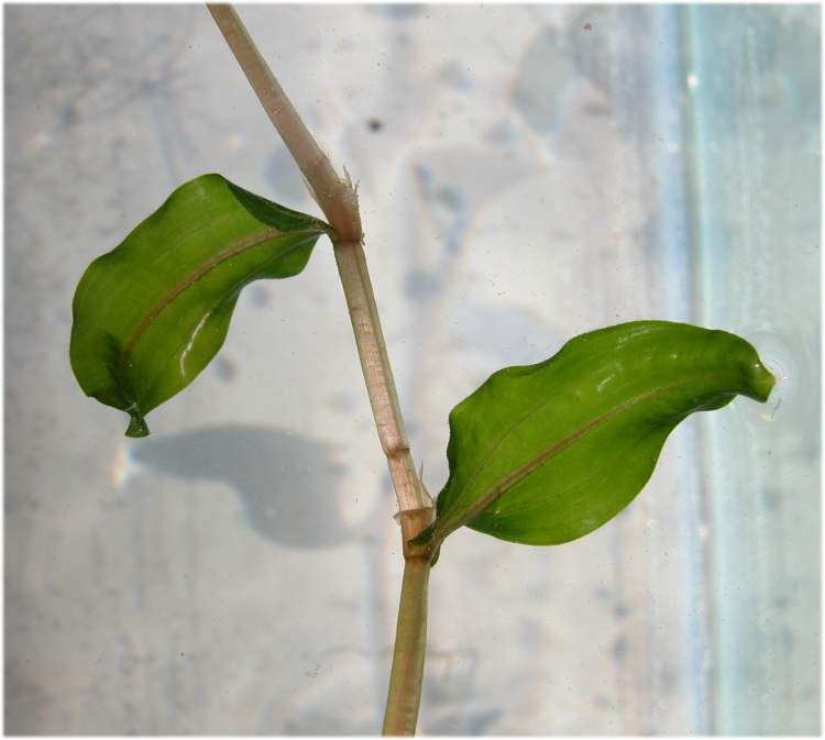 Potamogeton perfoliatus L.