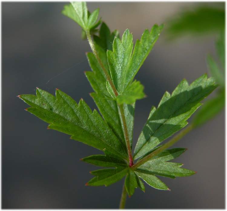 Potentilla erecta (L.) RÃ¤usch.