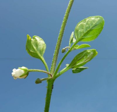 Salpichroa origanifolia (Lam.) Baill. 
