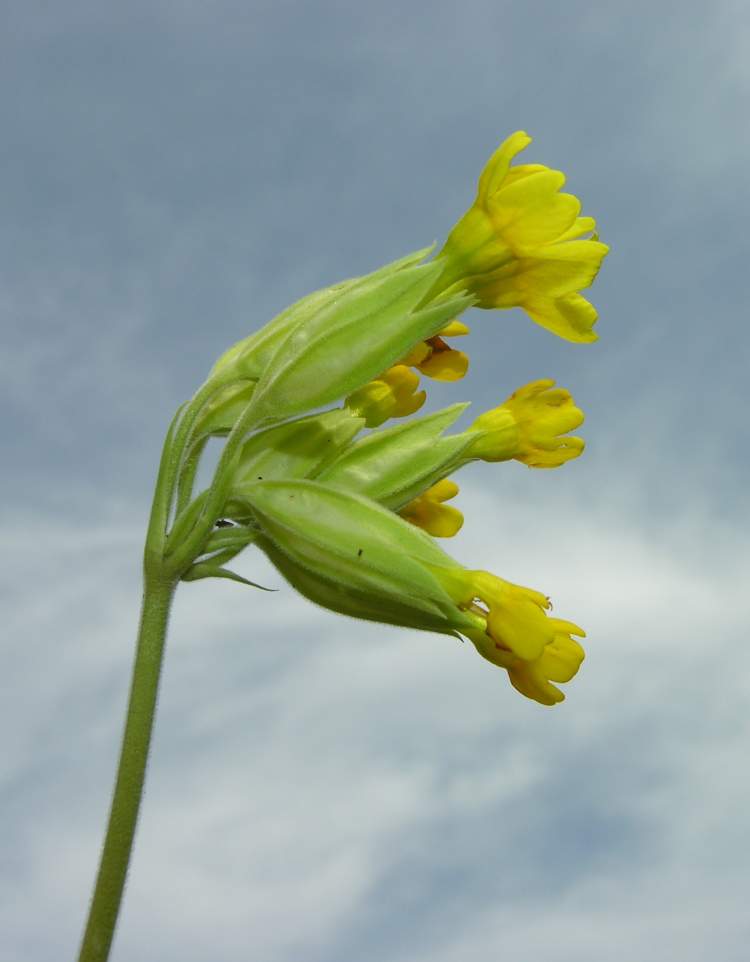Primula veris subsp. suaveolens (Bertol.) Gutermann & Ehrend.