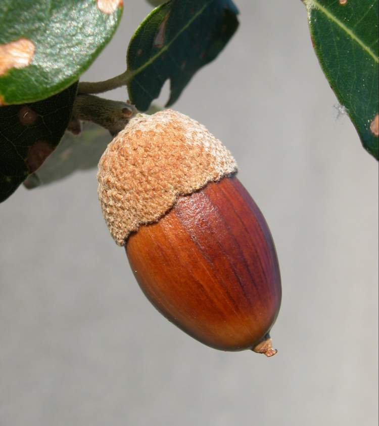 Quercus ilex L. subsp. ilex