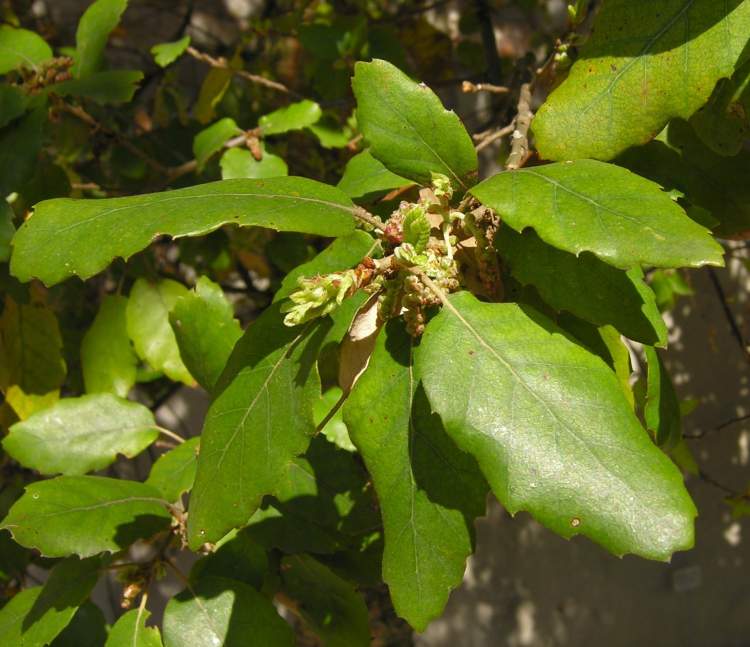 Quercus suber - Specie della flora italiana