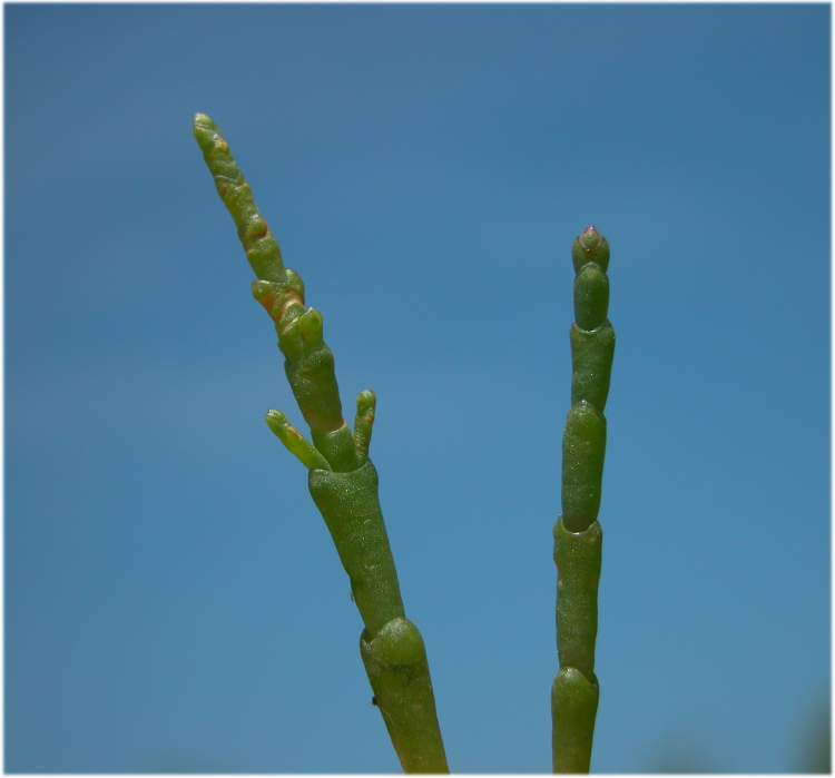 Salicornia patula Duval-Jouve