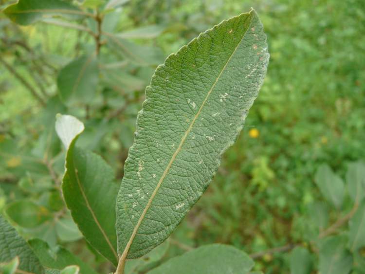 Salix dasyclados Wimm.