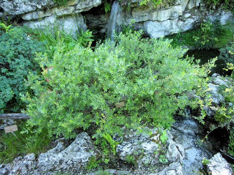 Salix repens L.