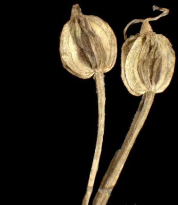 Selinum carvifolia - 