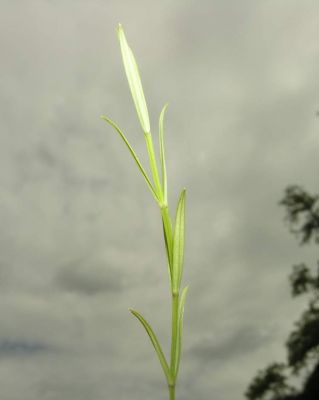 Stellaria palustris