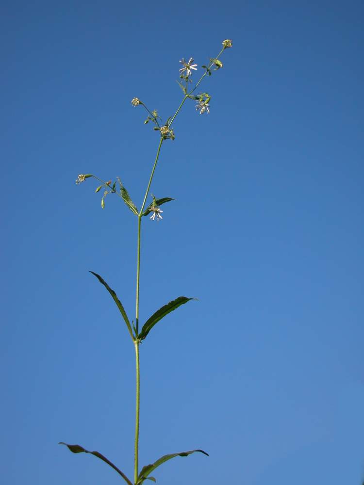 Silene italica (L.) Pers. subsp. italica