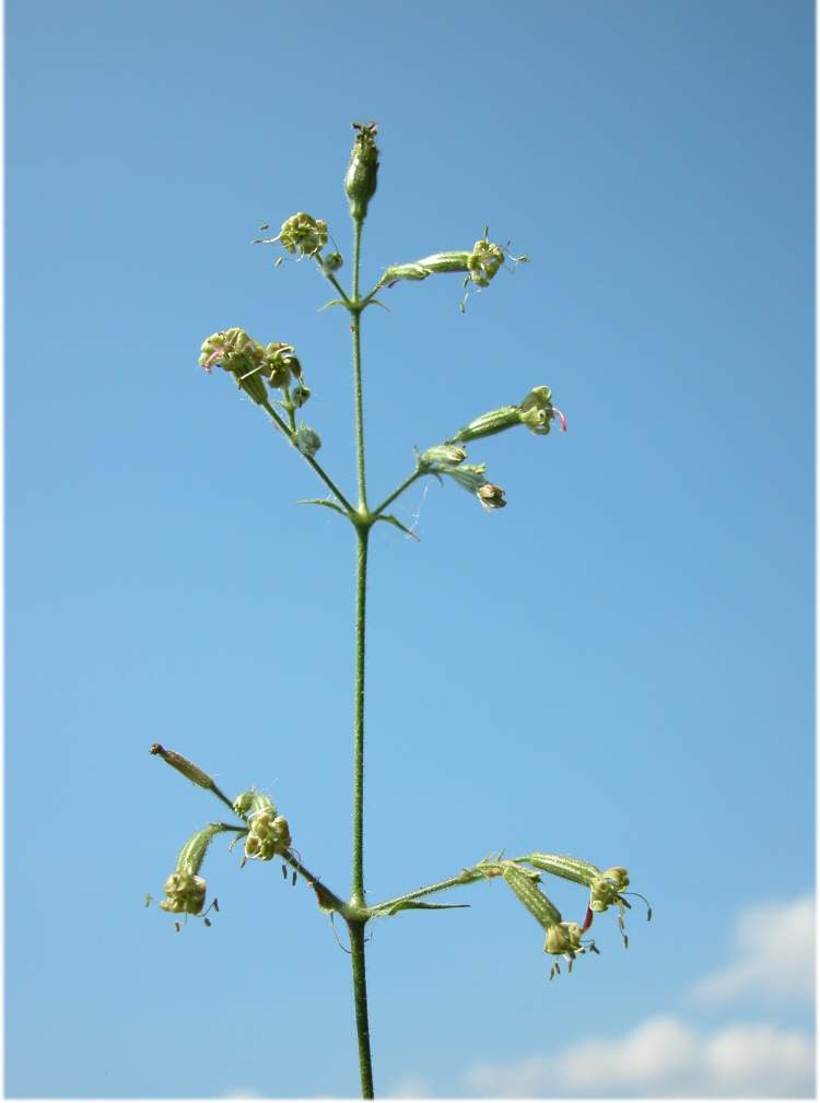Silene nutans subsp. insubrica (Gaudin) Soldano