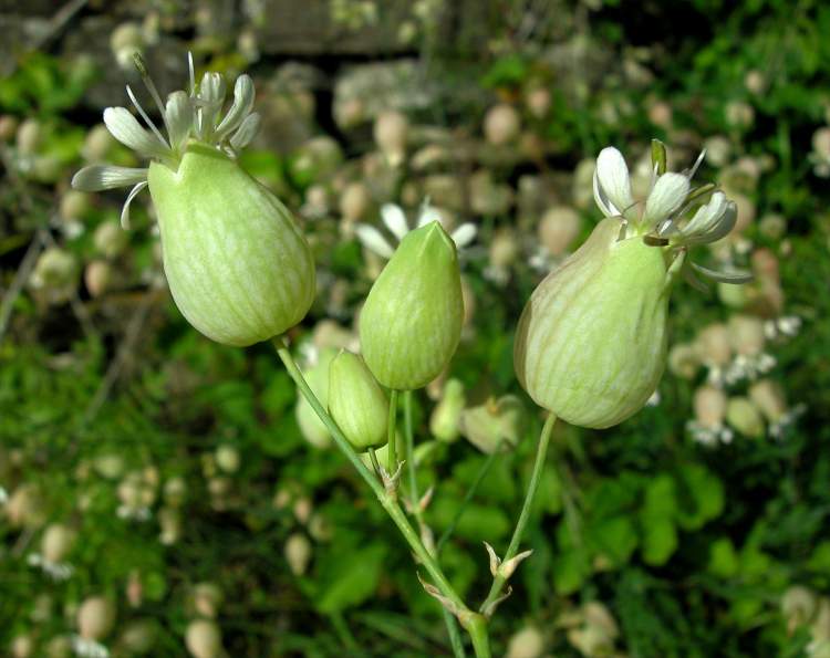 Silene vulgaris (Moench) Garcke subsp. vulgaris