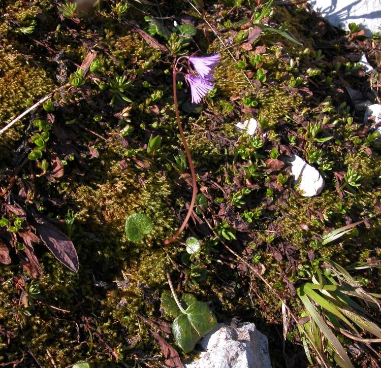 Soldanella alpina L. subsp. alpina