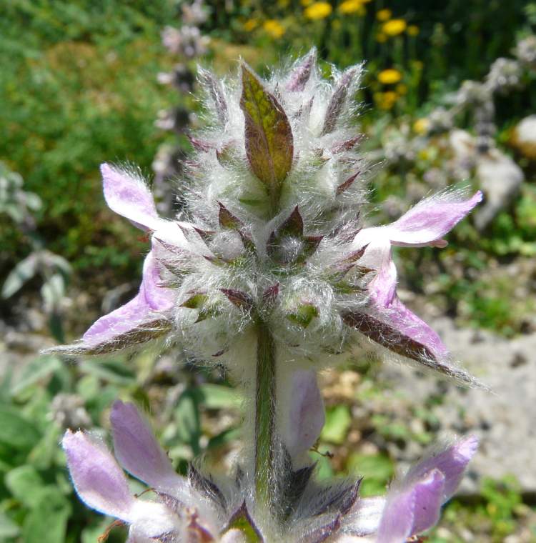 Stachys tymphaea Hausskn.