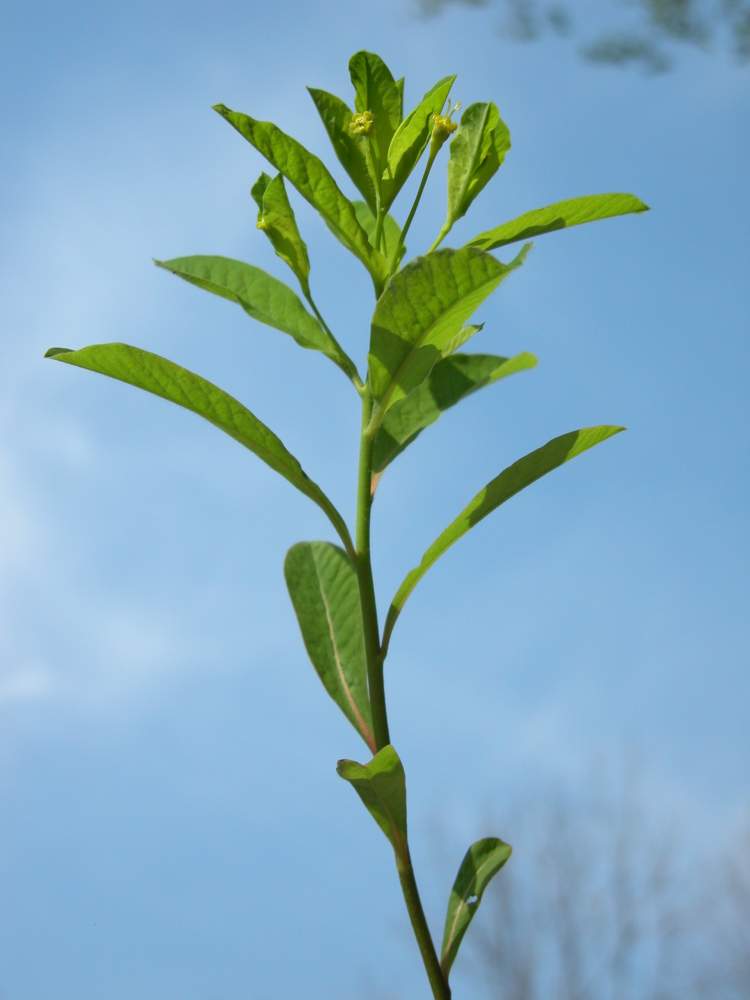 Euphorbia carniolica Jacq.