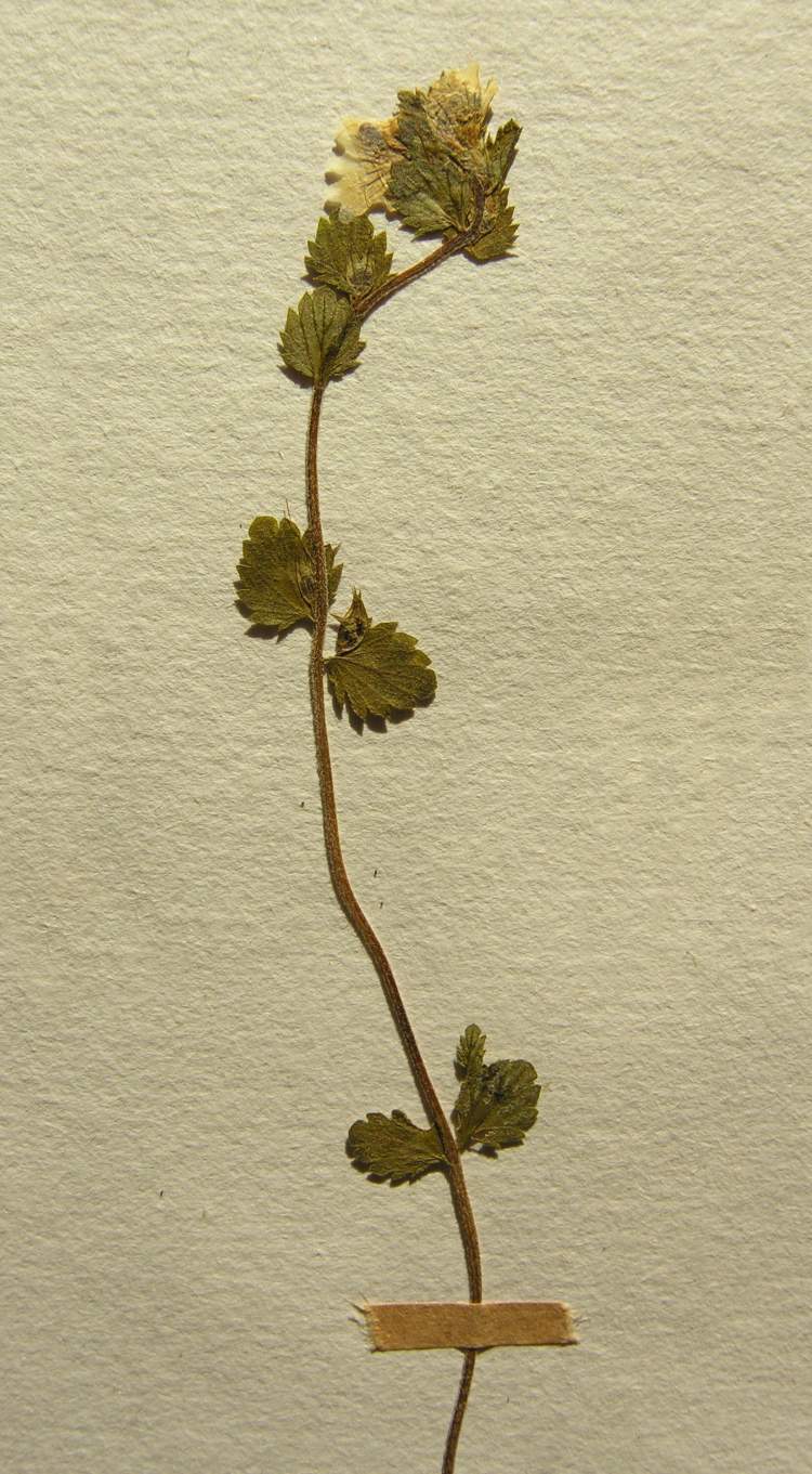 Euphrasia officinalis subsp. picta (Wimm.) ObornÃ½