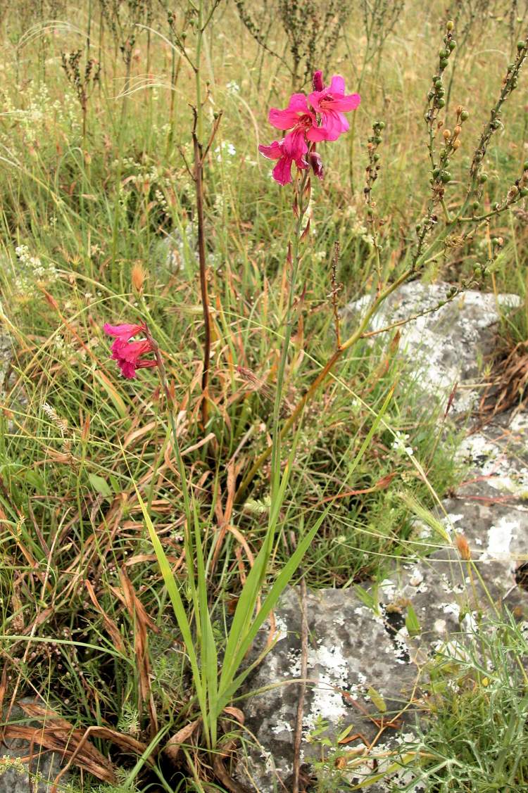 Gladiolus communis L. subsp. communis