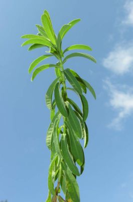 Euphorbia epithymoides L.