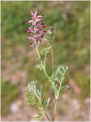 Fumaria officinalis subsp. wirtgenii - 