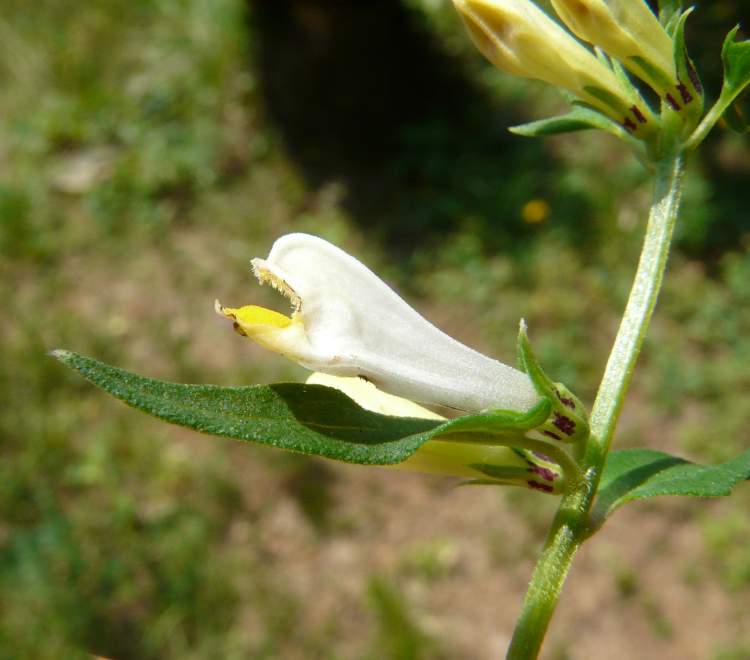 Melampyrum pratense L. subsp. pratense