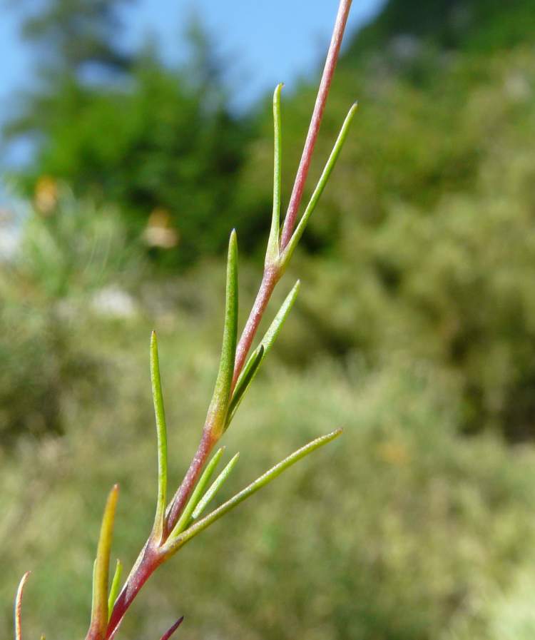 Sabulina verna (L.) Rchb. subsp. verna