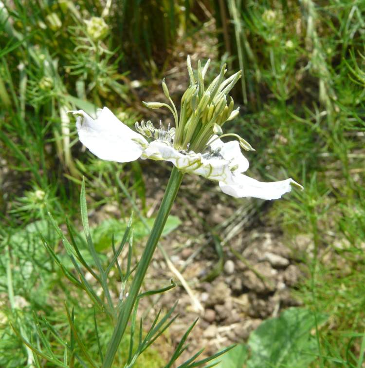 Nigella arvensis L. subsp. arvensis