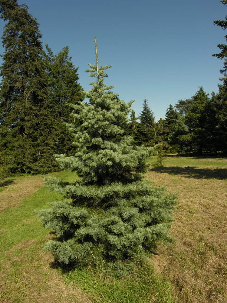 Abies concolor