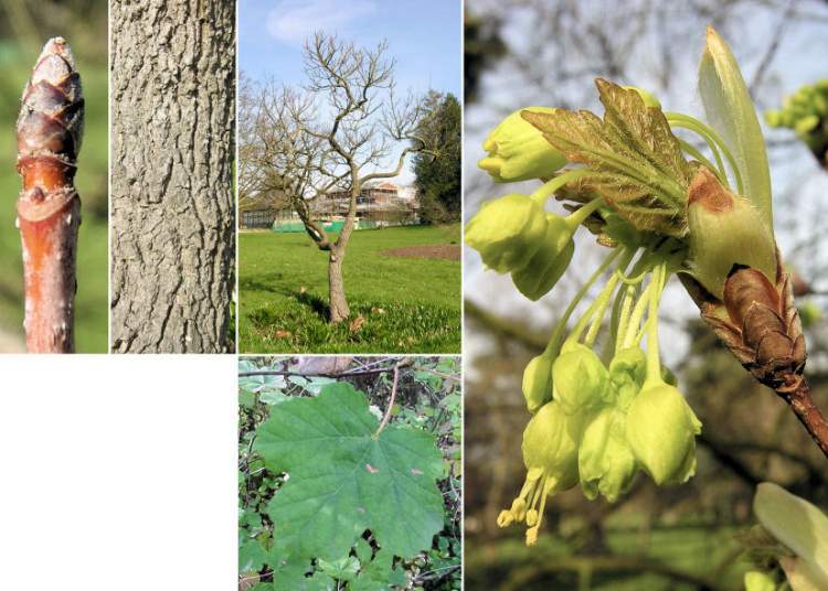 Acer opalus Mill. subsp. opalus