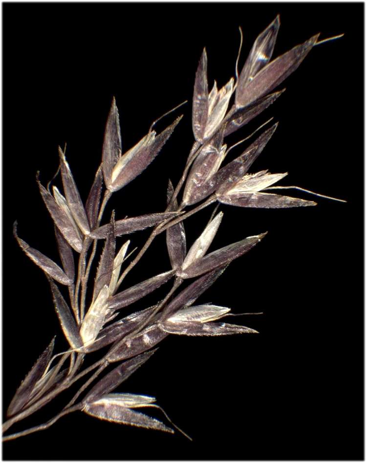 Agrostis canina L. subsp. canina