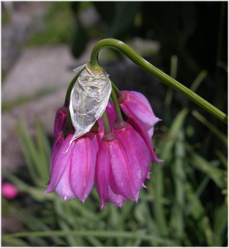 Allium insubricum Boiss. & Reut.