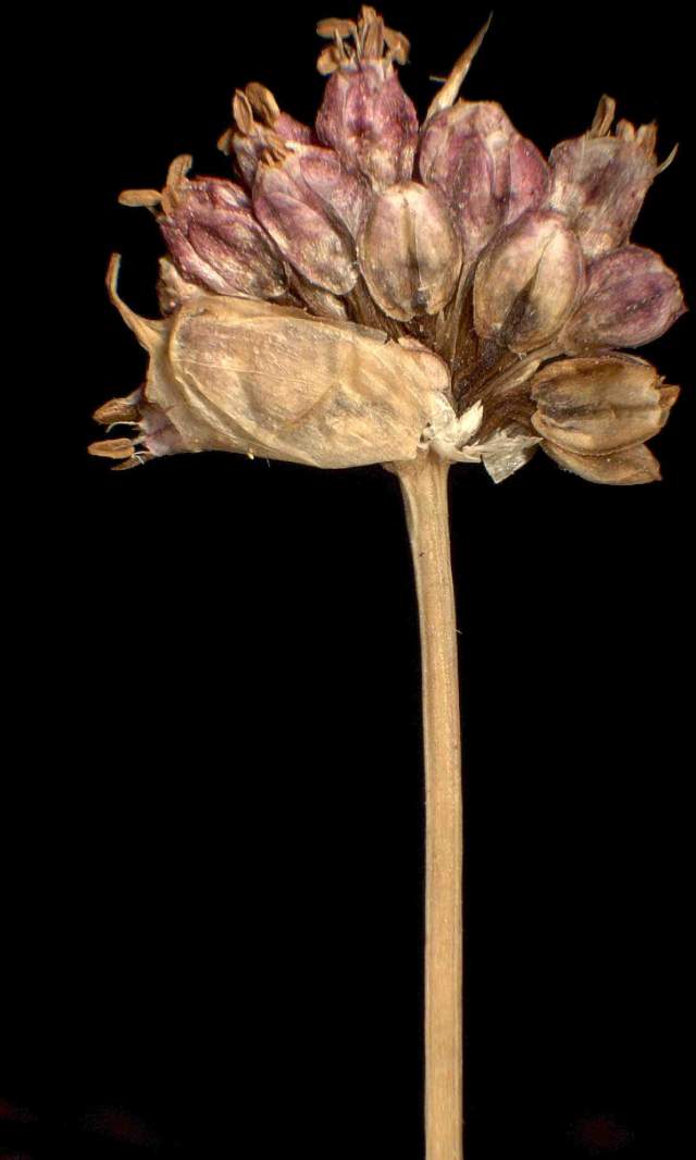 Allium sphaerocephalon L.