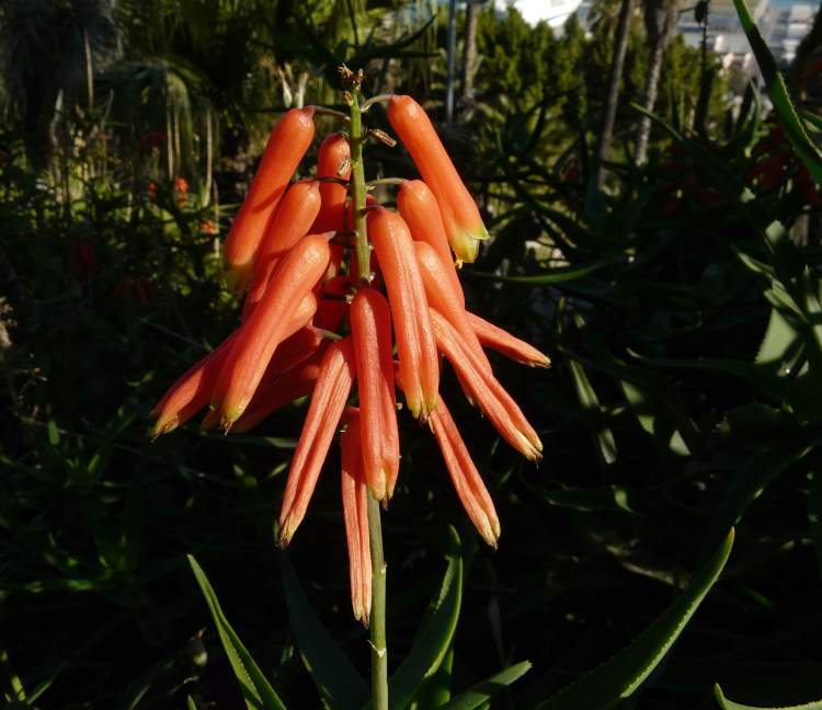Aloe ciliaris Haw.