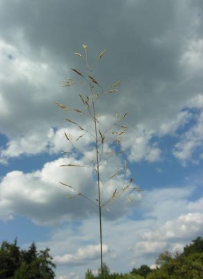 Agrostis capillaris - 