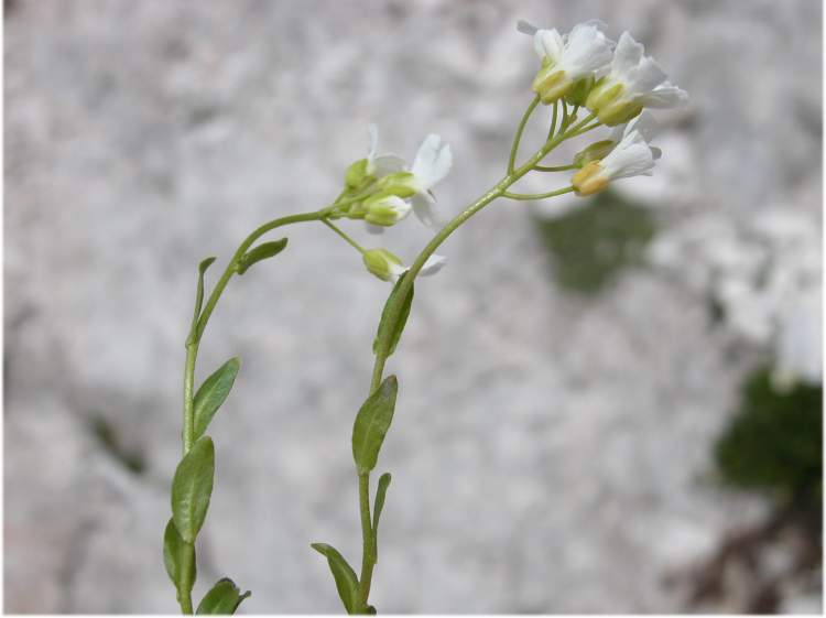 Arabis bellidifolia Crantz