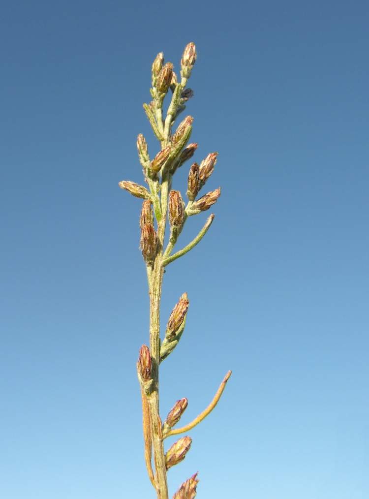 Artemisia caerulescens L. subsp. caerulescens