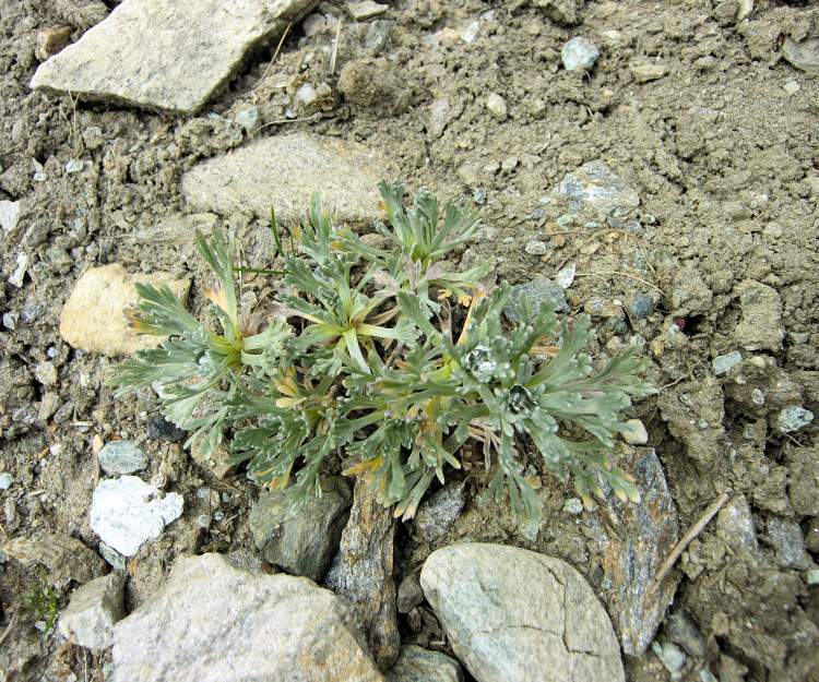 Artemisia genipi Stechm.