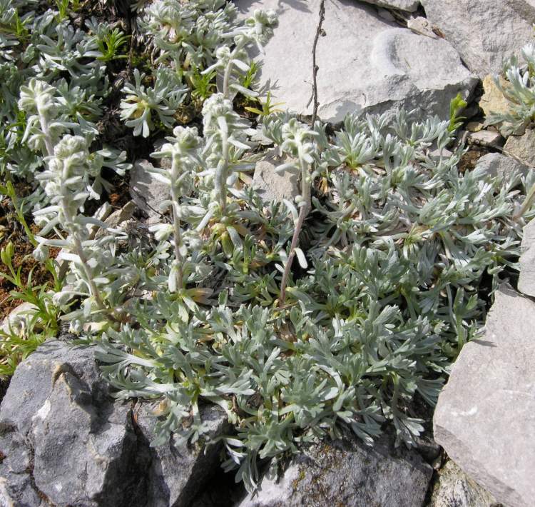 Artemisia petrosa (Baumg.) Jan