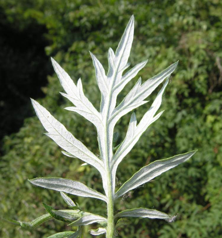 Artemisia verlotiorum Lamotte