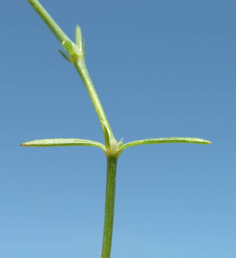 Asperula staliana Vis. subsp. diomedea Korica, Lausi & Ehrend.
