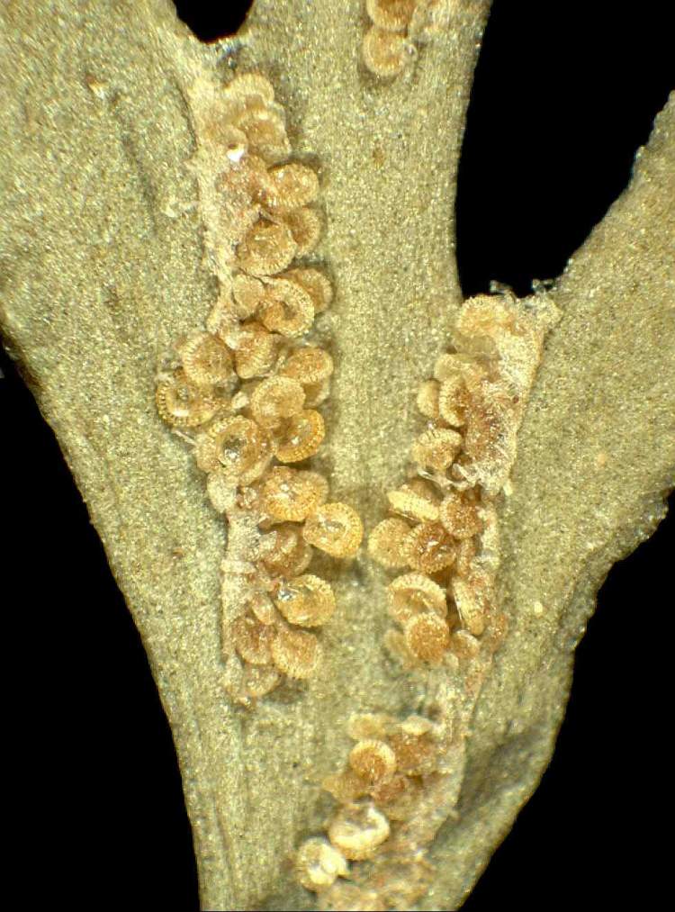 Asplenium ruta-muraria subsp. dolomiticum Lovis & Reichst.