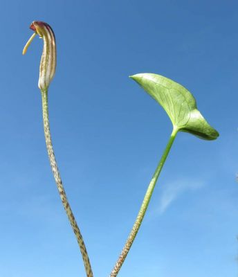 Arisarum vulgare - 