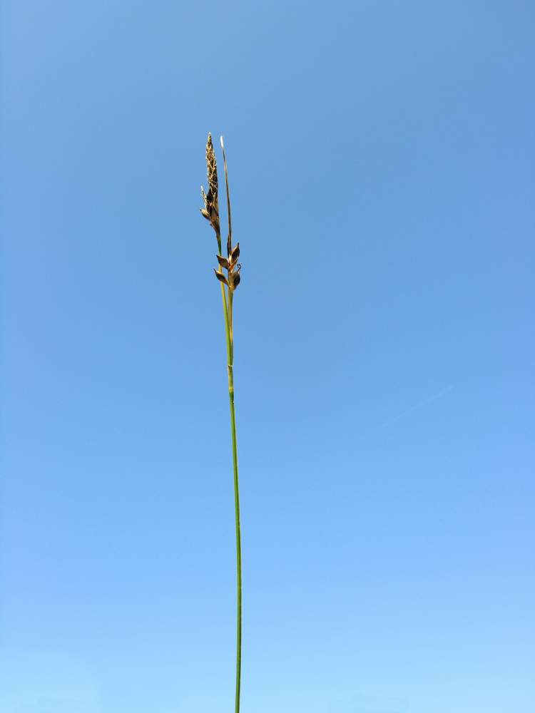 Carex halleriana Asso