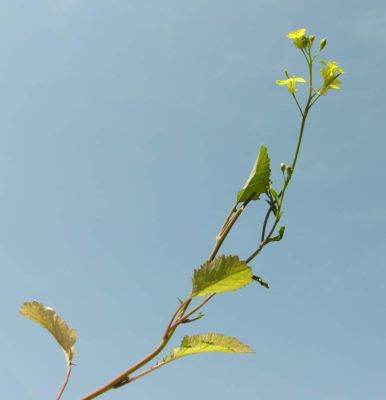Brassica nigra (L.) W.D.J.Koch 