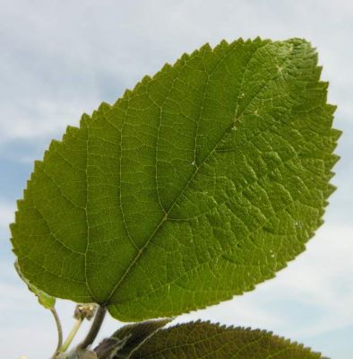 Broussonetia papyrifera Broussonetia papyrifera