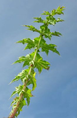Carduus cephalanthus -