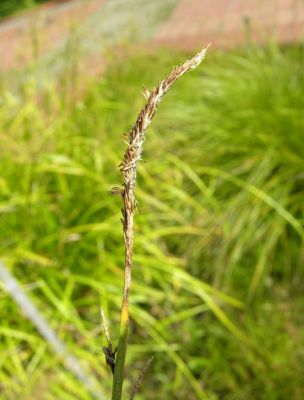 Carex cespitosa L. 